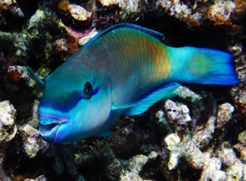 Parrotfish